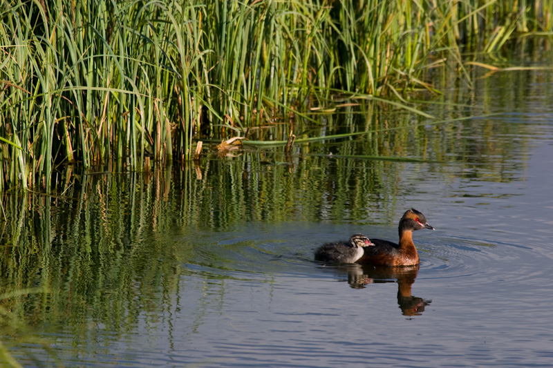 Horned Grebe And Chick In Water